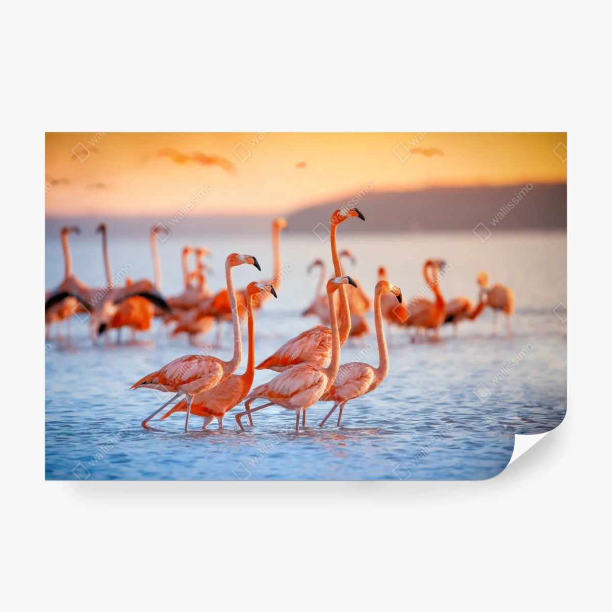 Fototapete rosa flamingos bei sonnenuntergang – Wallnifity®
