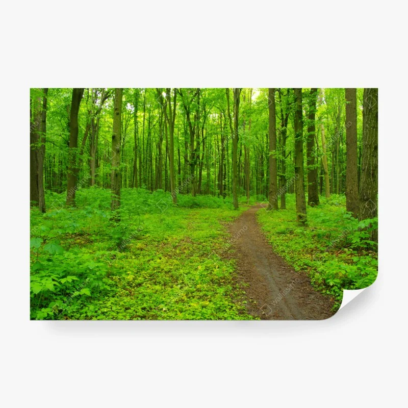 Fototapete beruhigender grüner waldweg