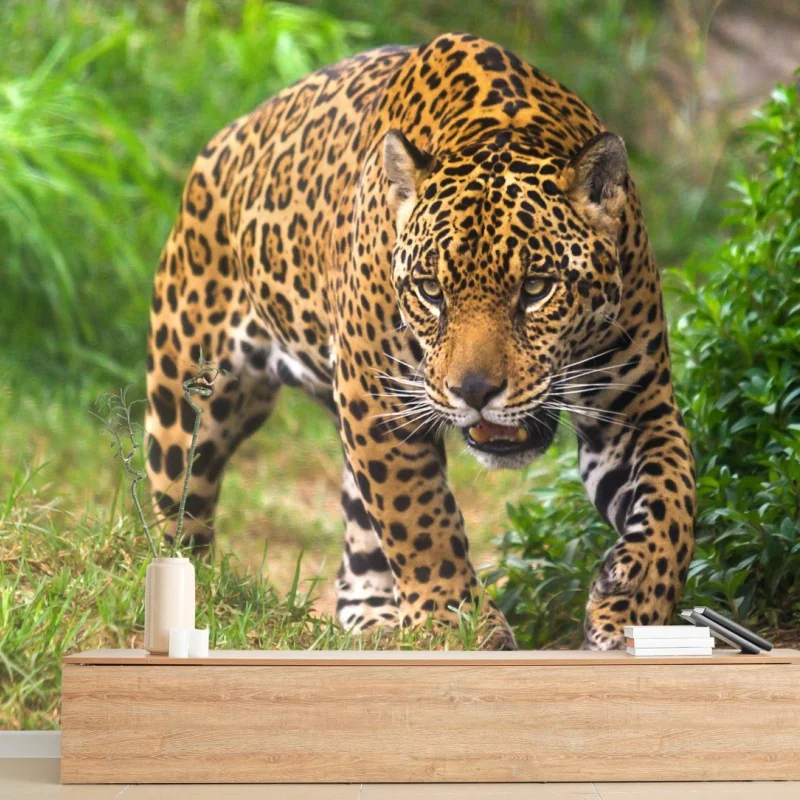 Fototapete majestätischer jaguar in freier wildbahn
