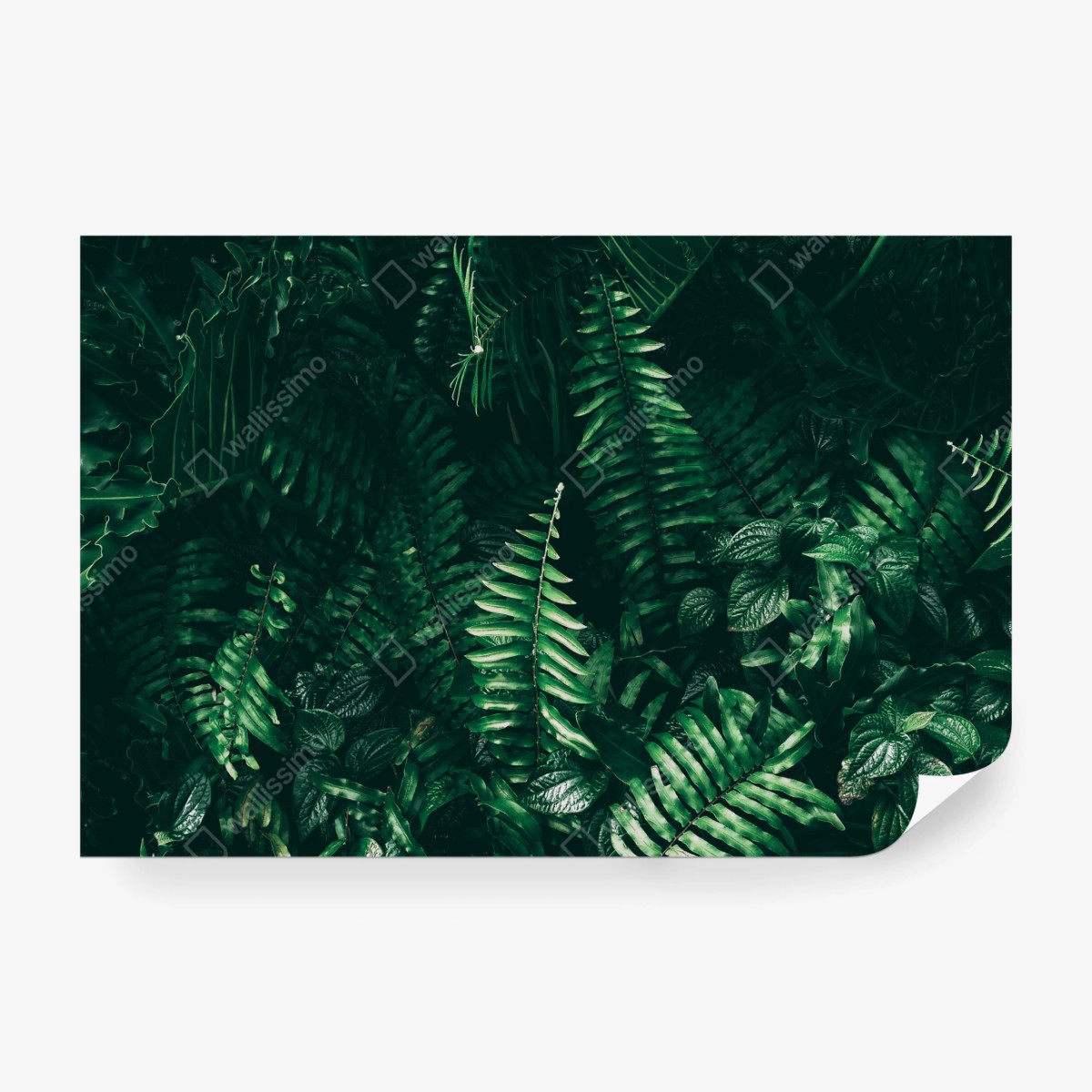 Fototapete üppige tropische grüne blätter – Wallnifity®