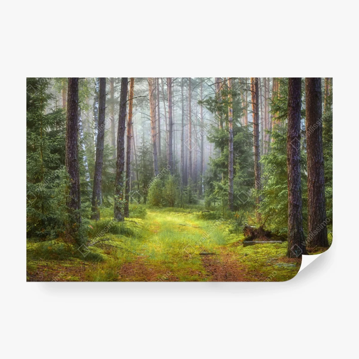 Fototapete nebliger kiefernwald mit pfad – Wallnifity® Fototapete nebliger kiefernwald mit pfad – Wallnifity®