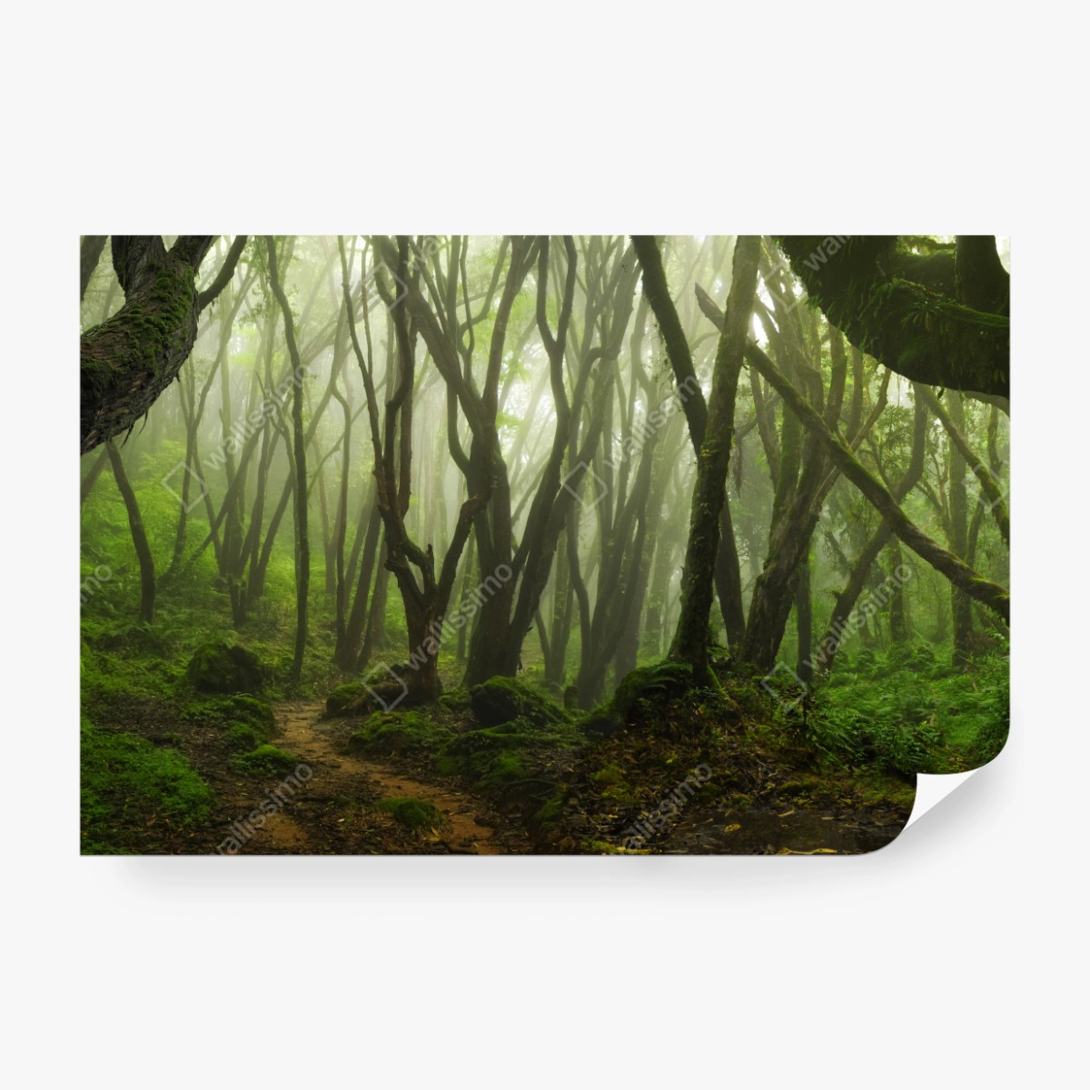 Fototapete nebliger grüner waldpfad – Wallnifity®