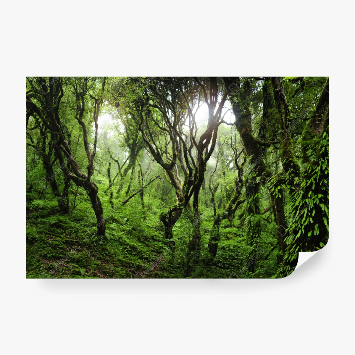 Fototapete mystischer grüner wald – Wallnifity® Fototapete mystischer grüner wald – Wallnifity®