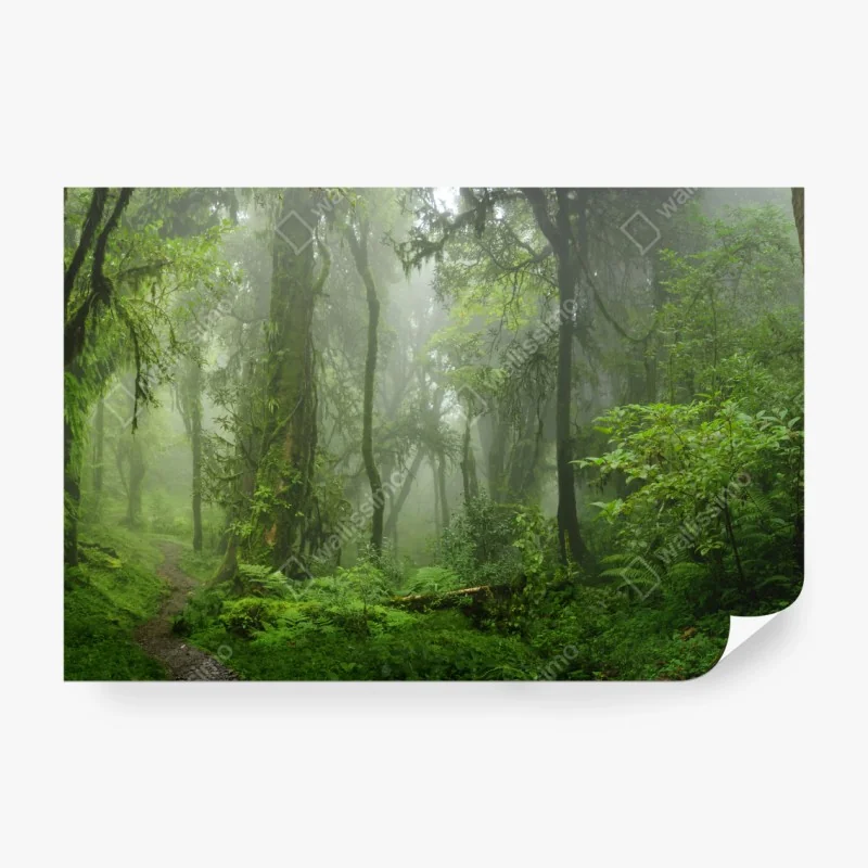 Fototapete nebliger tropischer dschungelpfad