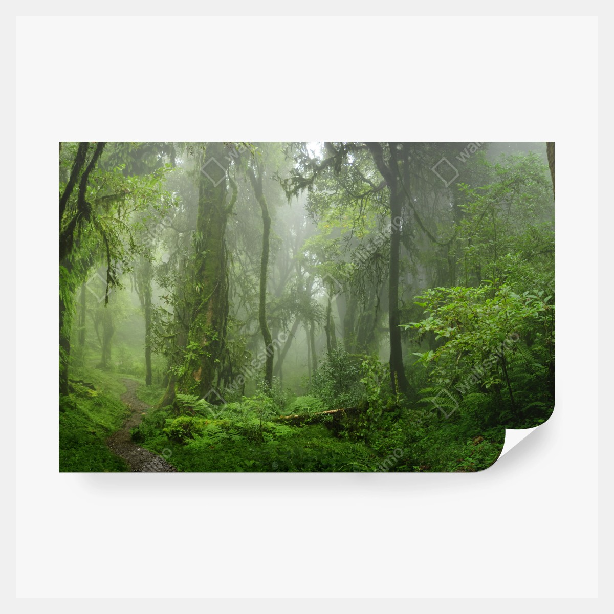 Fototapete nebliger tropischer dschungelpfad – Wallnifity® Fototapete nebliger tropischer dschungelpfad – Wallnifity®