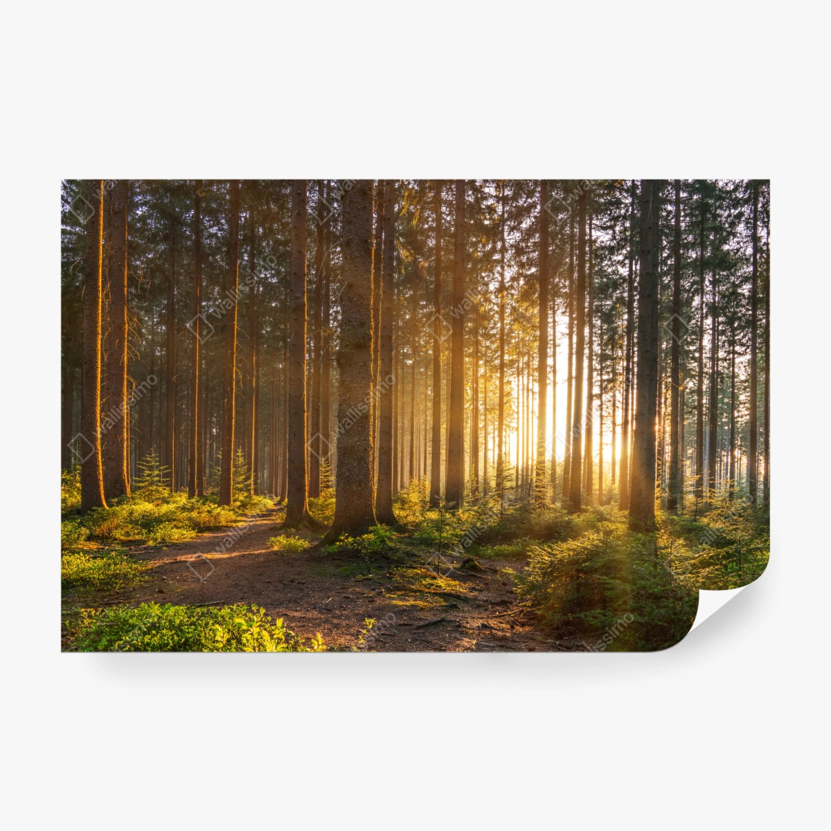 Fototapete sonnenbeschienener waldweg am morgen – Wallnifity® Fototapete sonnenbeschienener waldweg am morgen – Wallnifity®