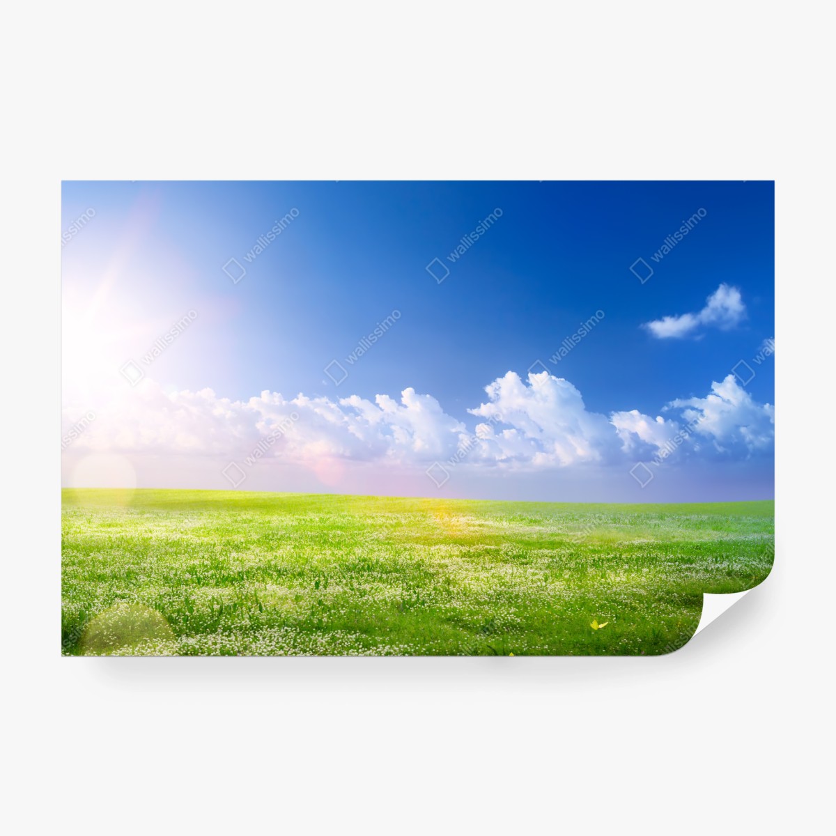 Fototapete sonnige frühlingswiese unter blauem himmel – Wallnifity® Fototapete sonnige frühlingswiese unter blauem himmel – Wallnifity®