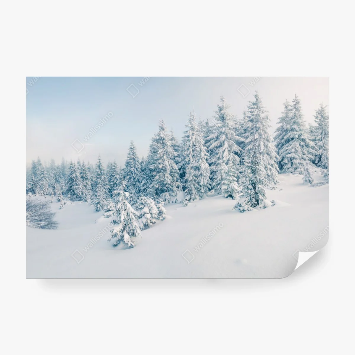 Fototapete winterliche waldpanorama mit schneebedeckten fichten – Wallnifity®