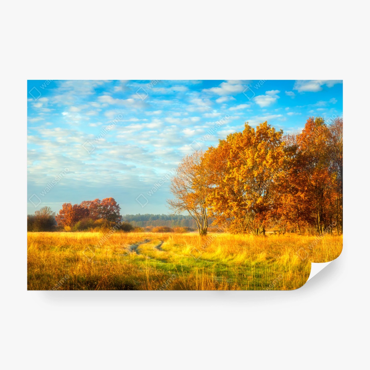 Fototapete goldene herbstwiese – Wallnifity® Fototapete goldene herbstwiese – Wallnifity®