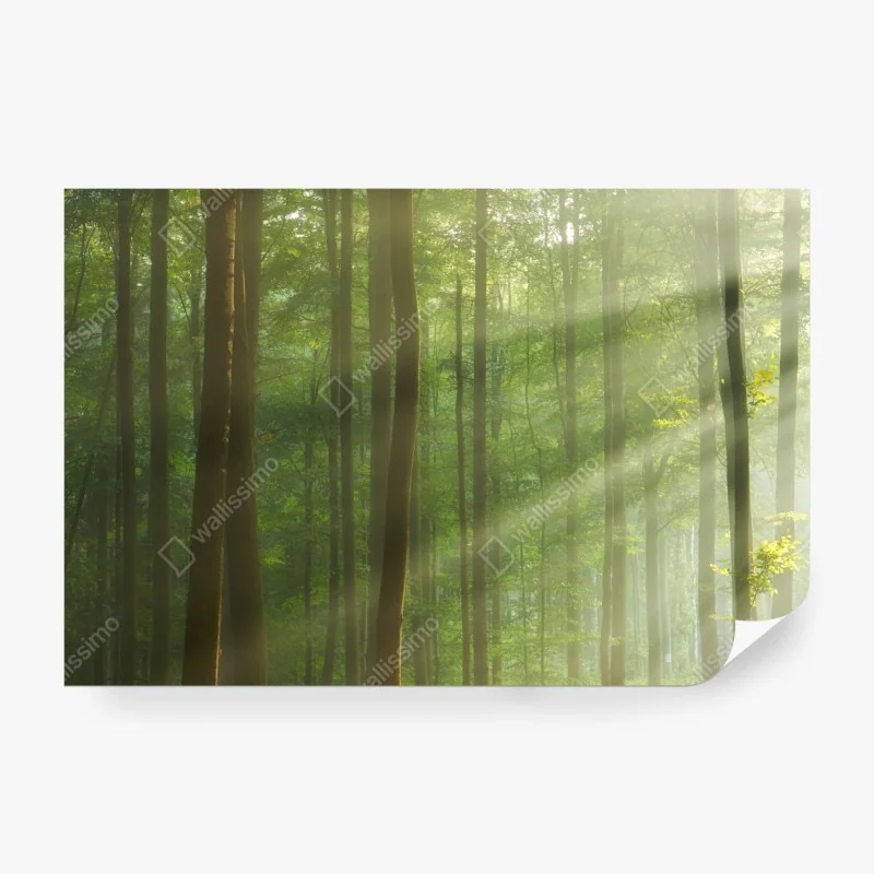 Fototapete sonniger morgenwald