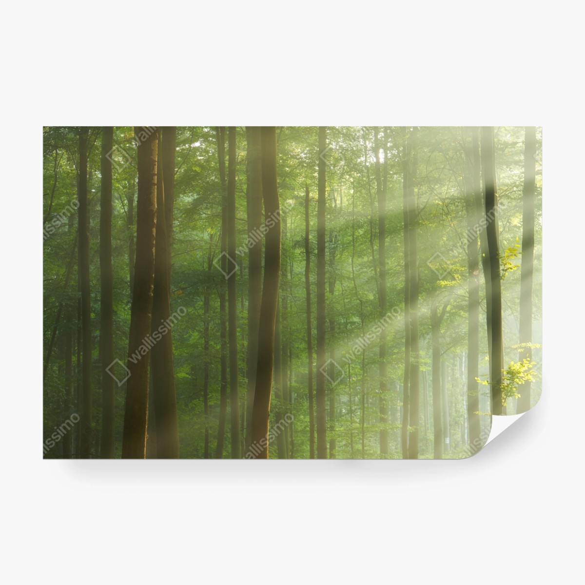 Fototapete sonniger morgenwald – Wallnifity® Fototapete sonniger morgenwald – Wallnifity®