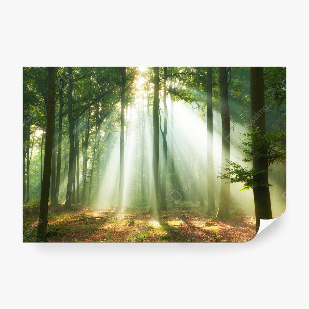 Fototapete morgendliches licht im wald – Wallnifity® Fototapete morgendliches licht im wald – Wallnifity®