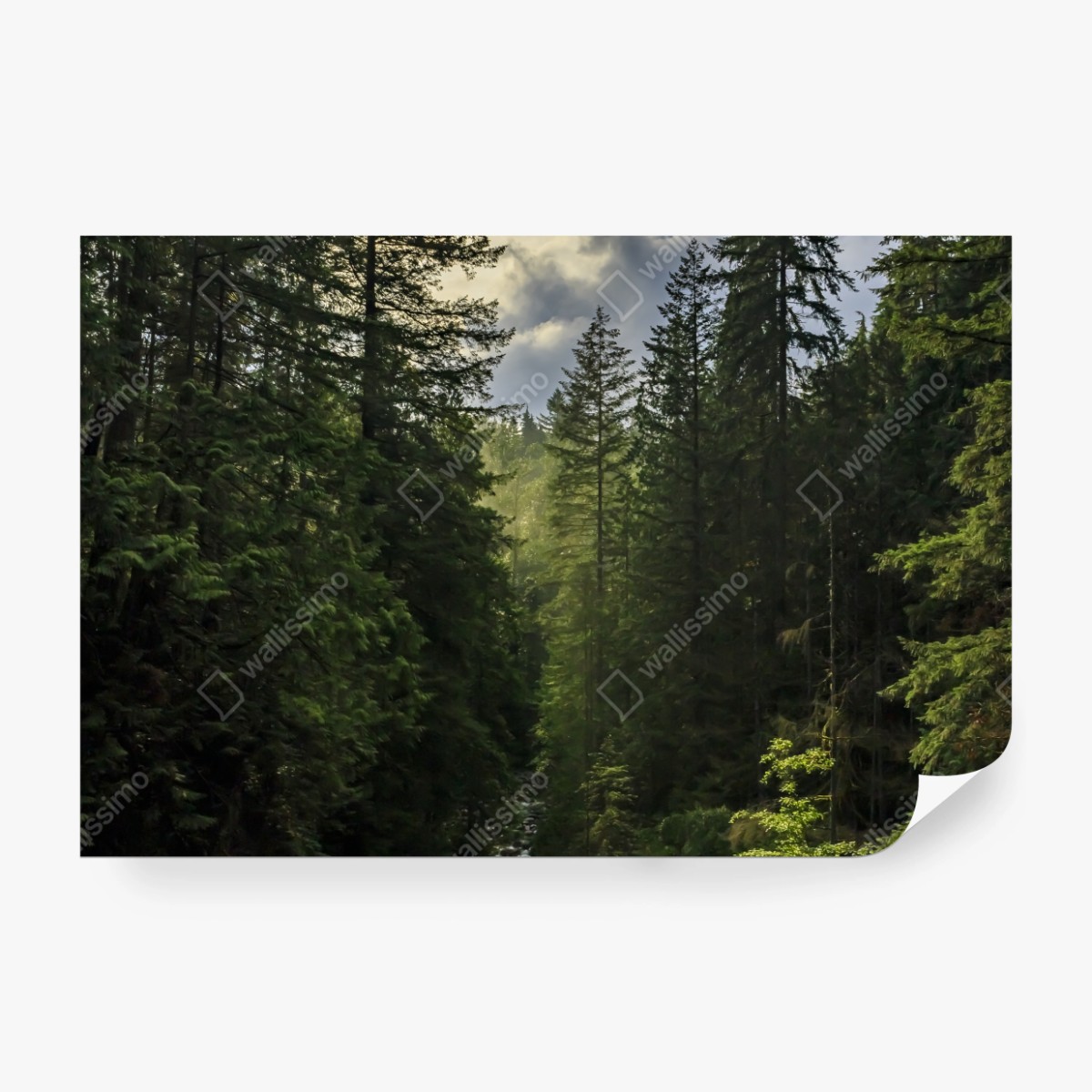 Fototapete nebliger immergrüner wald mit wasserfall – Wallnifity® Fototapete nebliger immergrüner wald mit wasserfall – Wallnifity®