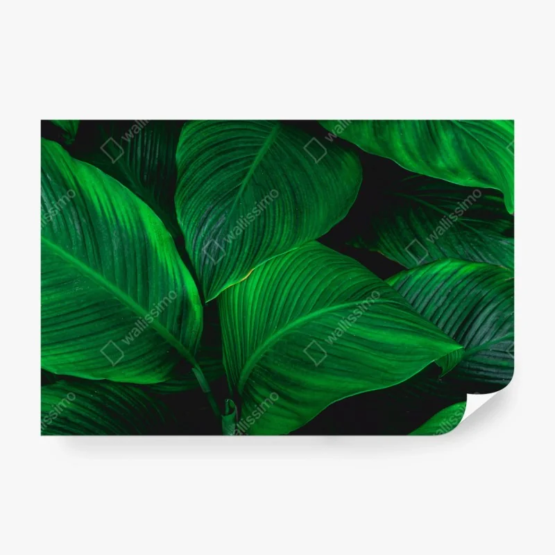 Fototapete üppige tropische blätter