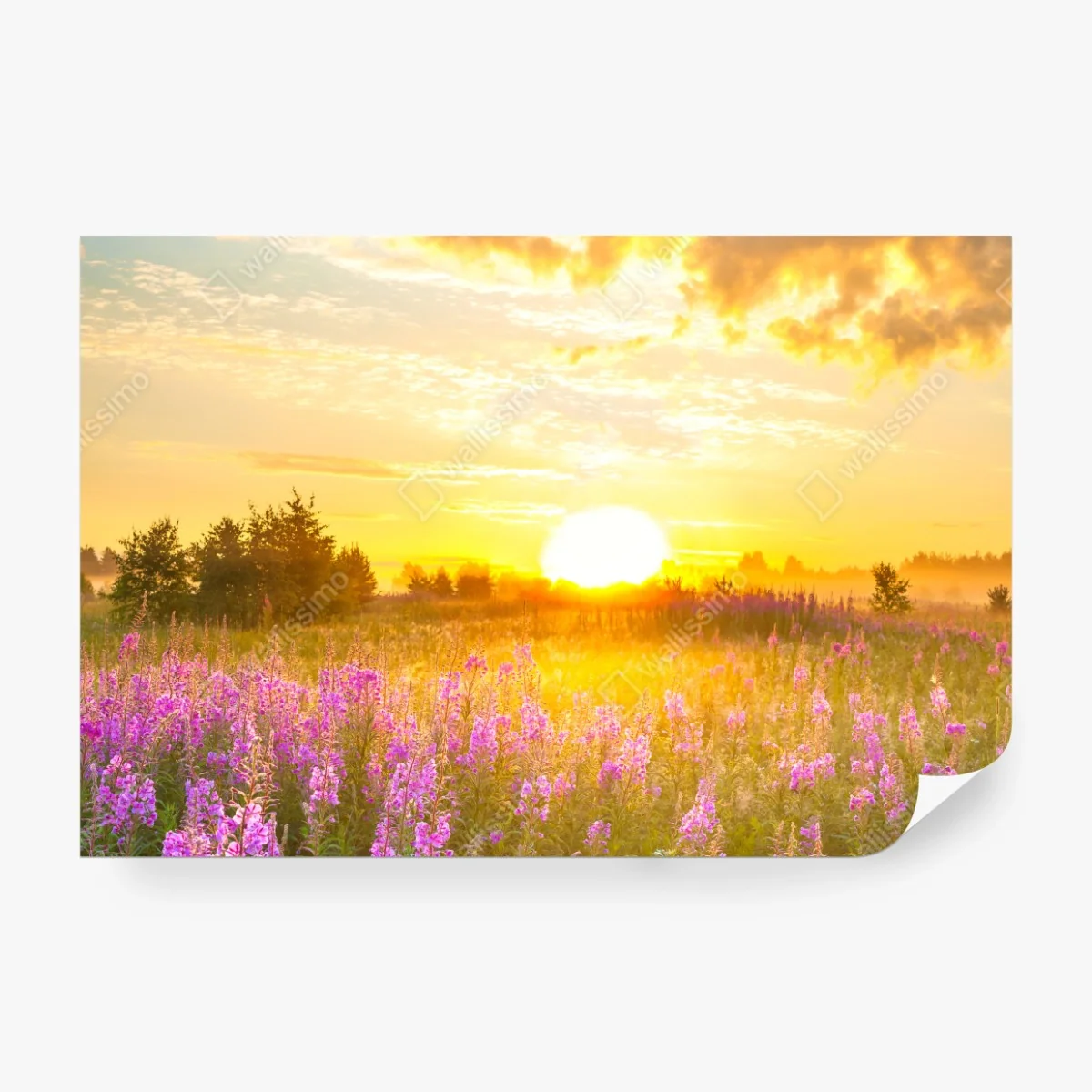 Fototapete sonnenaufgang über violetter wildblumenwiese – Wallnifity® Fototapete sonnenaufgang über violetter wildblumenwiese – Wallnifity®