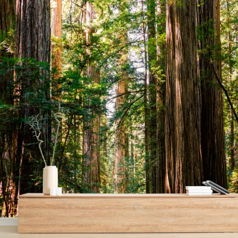 Fototapete majestätischer weg im sekwoienwald