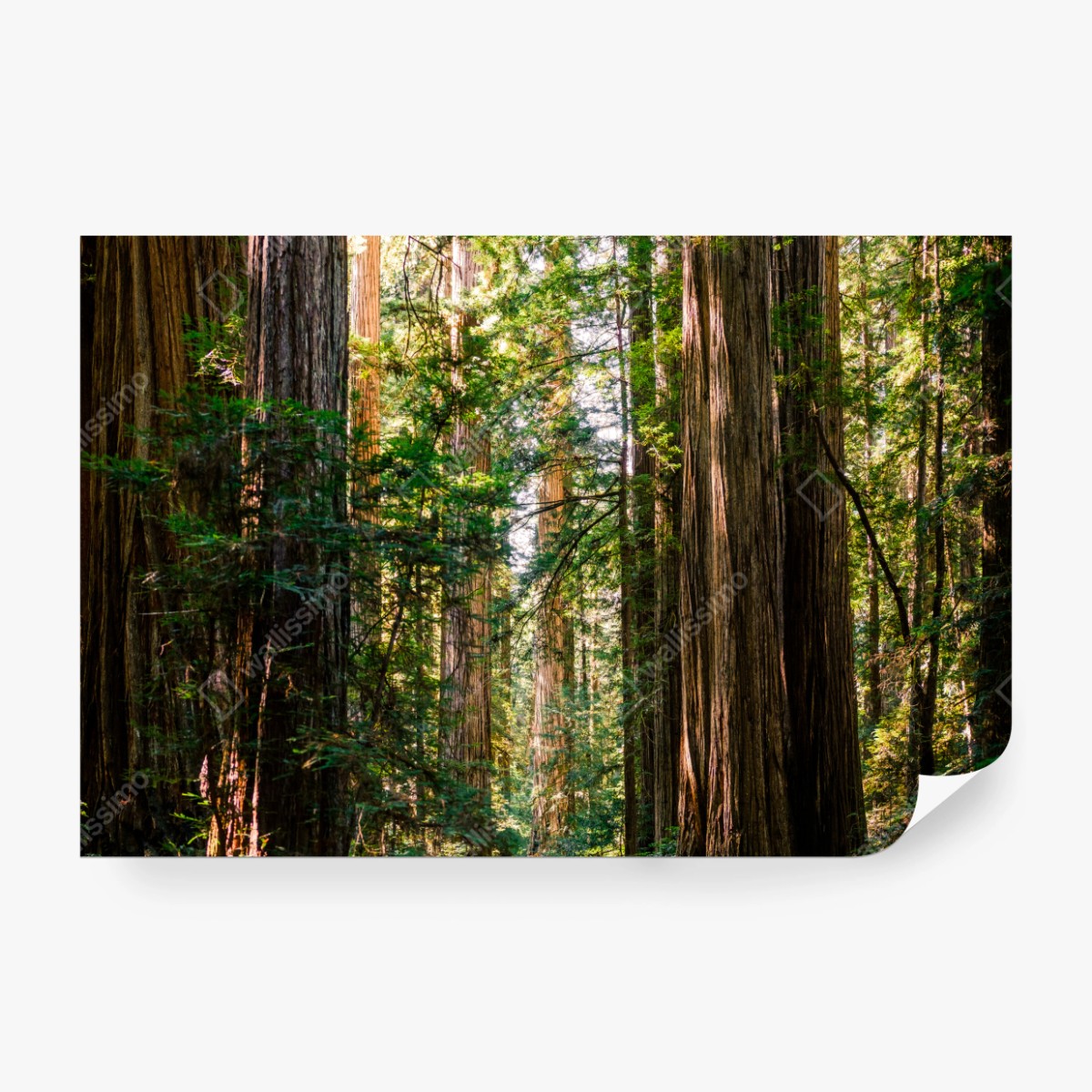 Fototapete majestätischer weg im sekwoienwald – Wallnifity® Fototapete majestätischer weg im sekwoienwald – Wallnifity®