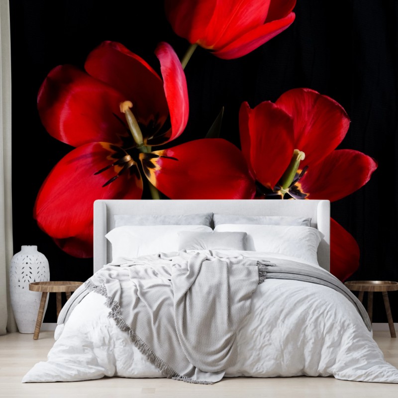 Fototapete drei rote tulpen vor schwarzem hintergrund