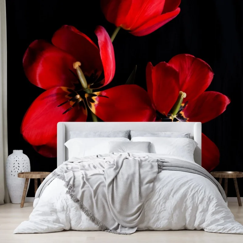 Fototapete drei rote tulpen vor schwarzem hintergrund