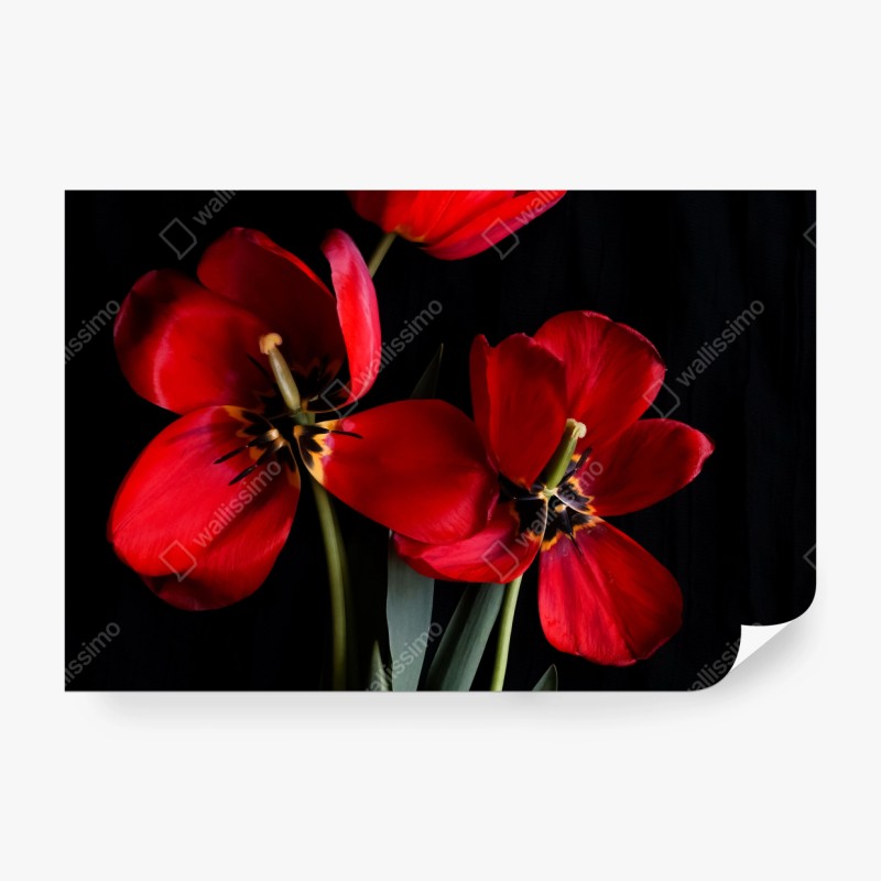 Fototapete drei rote tulpen vor schwarzem hintergrund
