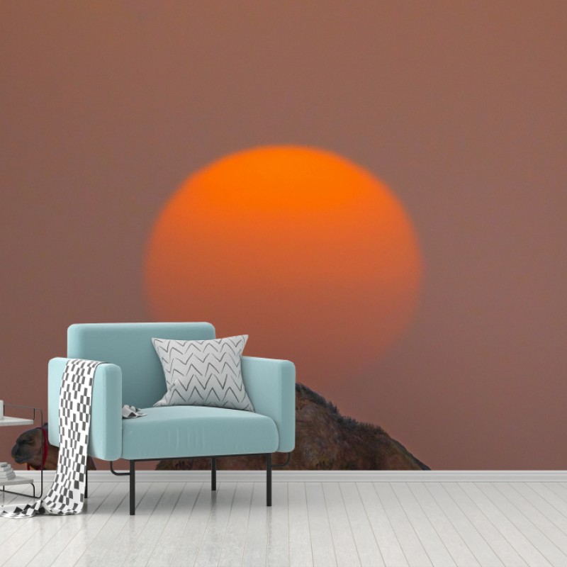Fototapete kamel vor sonnenuntergang in der wüste