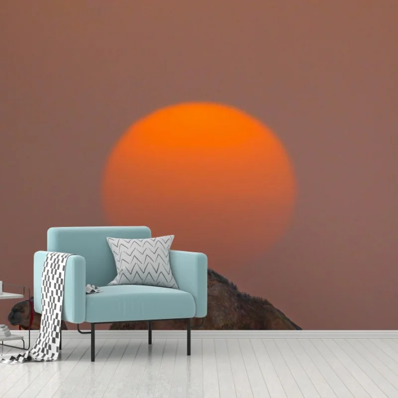 Fototapete kamel vor sonnenuntergang in der wüste – Wallnifity® Fototapete kamel vor sonnenuntergang in der wüste – Wallnifity®