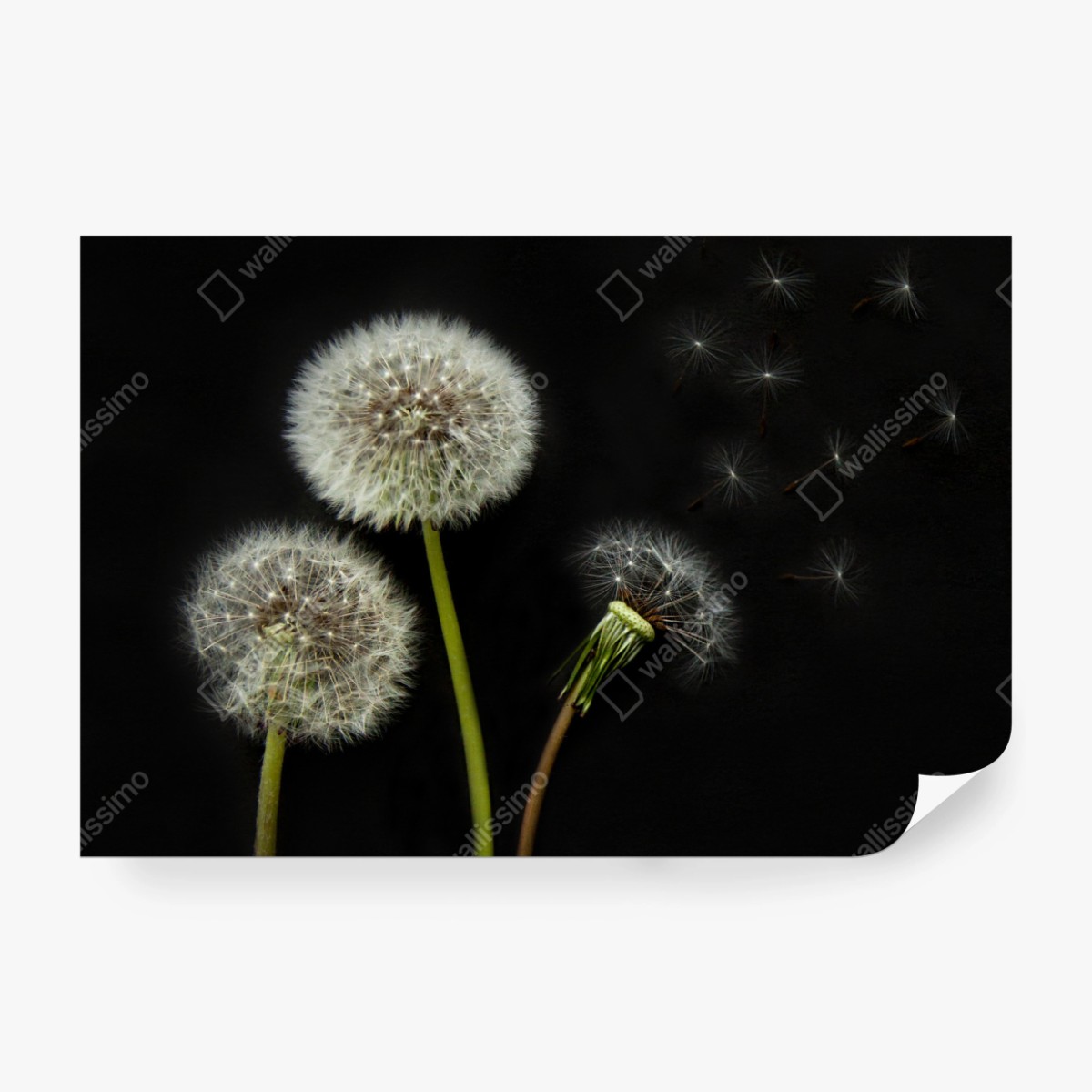 Fototapete zarte löwenzahnköpfe vor schwarzem hintergrund – Wallnifity®