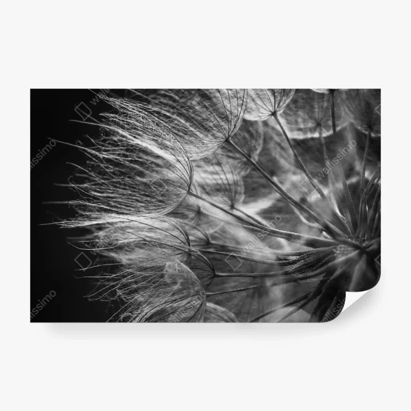 Fototapete zarter löwenzahn in monochrom
