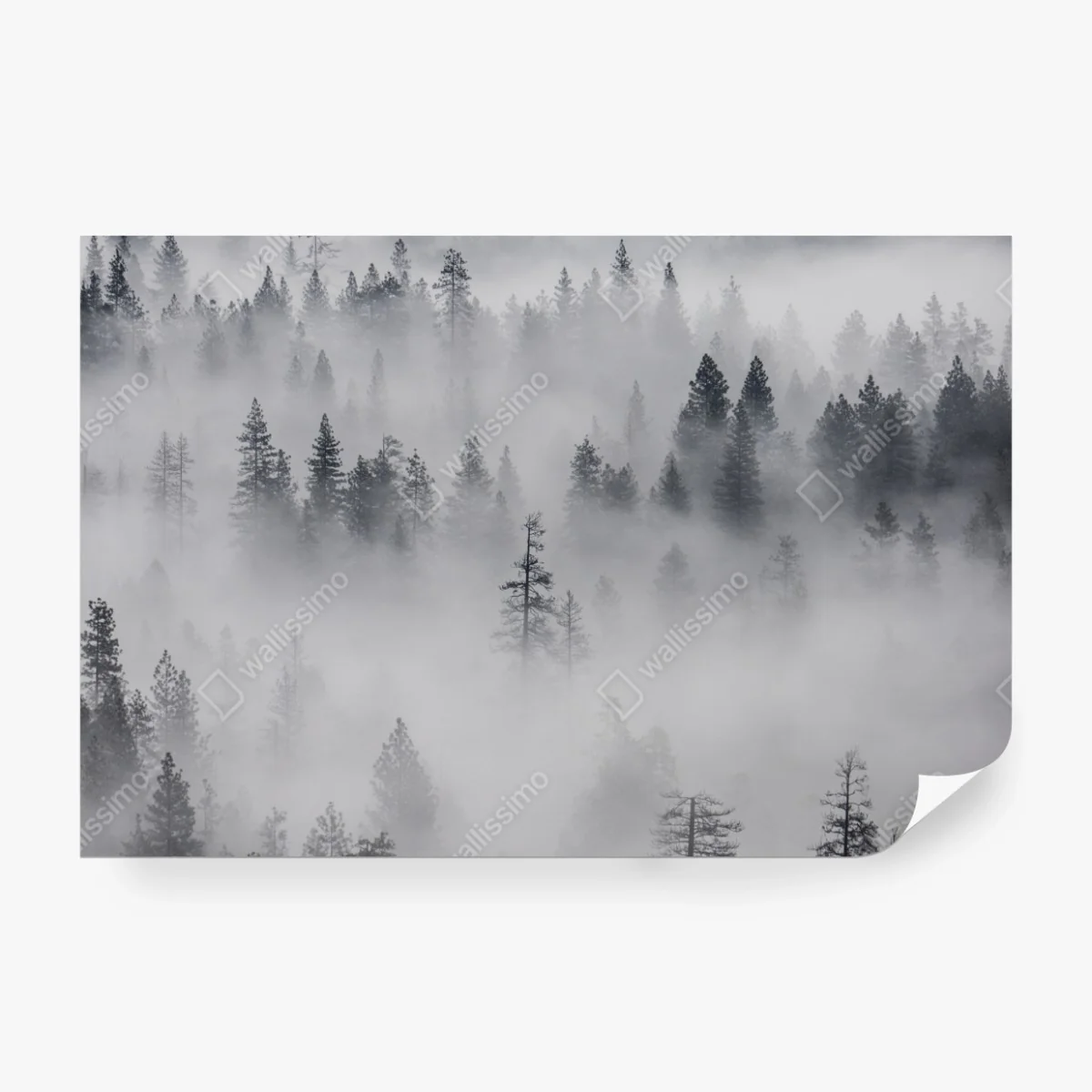 Fototapete nebeliger kiefernwald – Wallnifity® Fototapete nebeliger kiefernwald – Wallnifity®