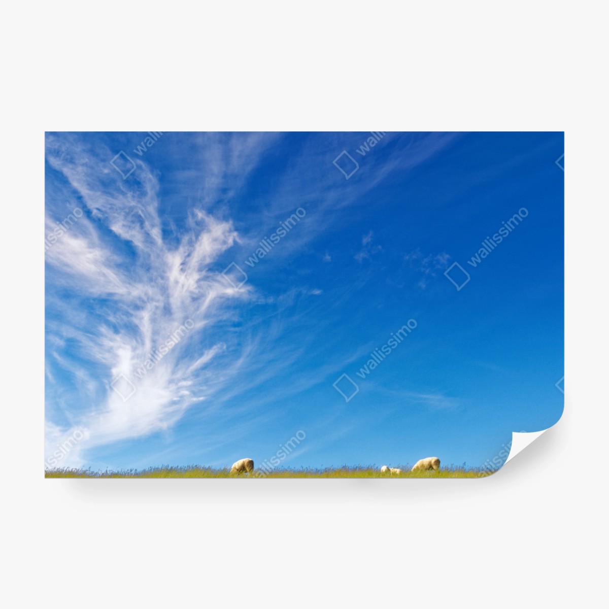 Fototapete ruhige wiese unter blauem himmel – Wallnifity® Fototapete ruhige wiese unter blauem himmel – Wallnifity®