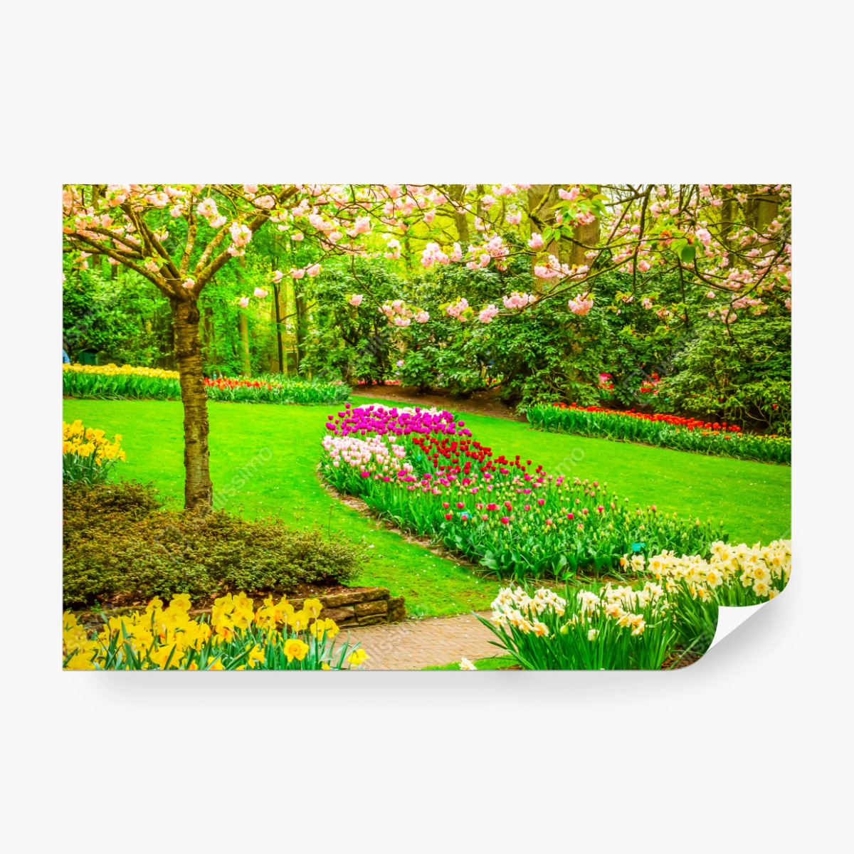 Fototapete frühlingsgarten in blüte: tulpen und kirschblüten – Wallnifity® Fototapete frühlingsgarten in blüte: tulpen und kirschblüten – Wallnifity®