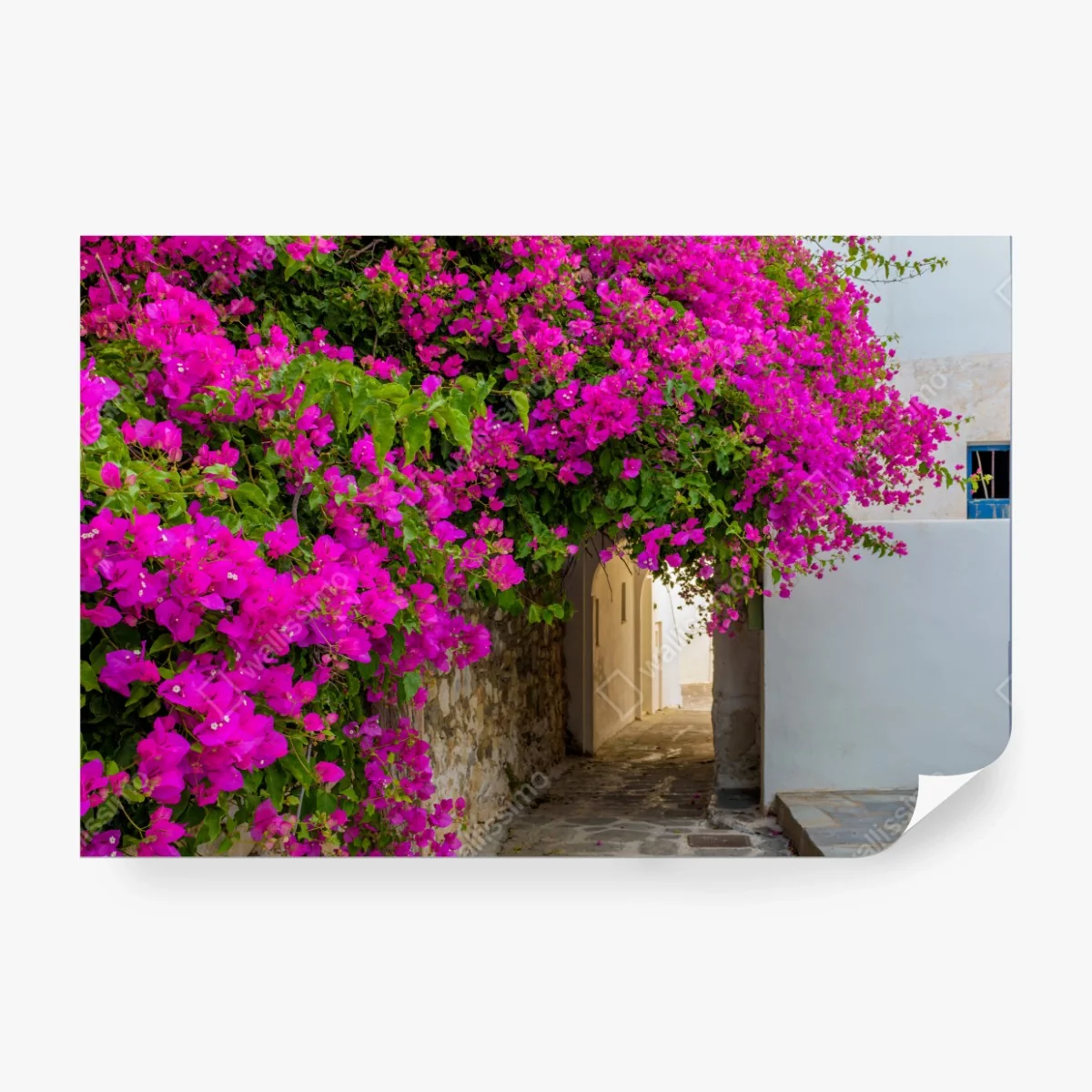 Fototapete blühende bougainvillea in Naousa gasse – Wallnifity® Fototapete blühende bougainvillea in Naousa gasse – Wallnifity®