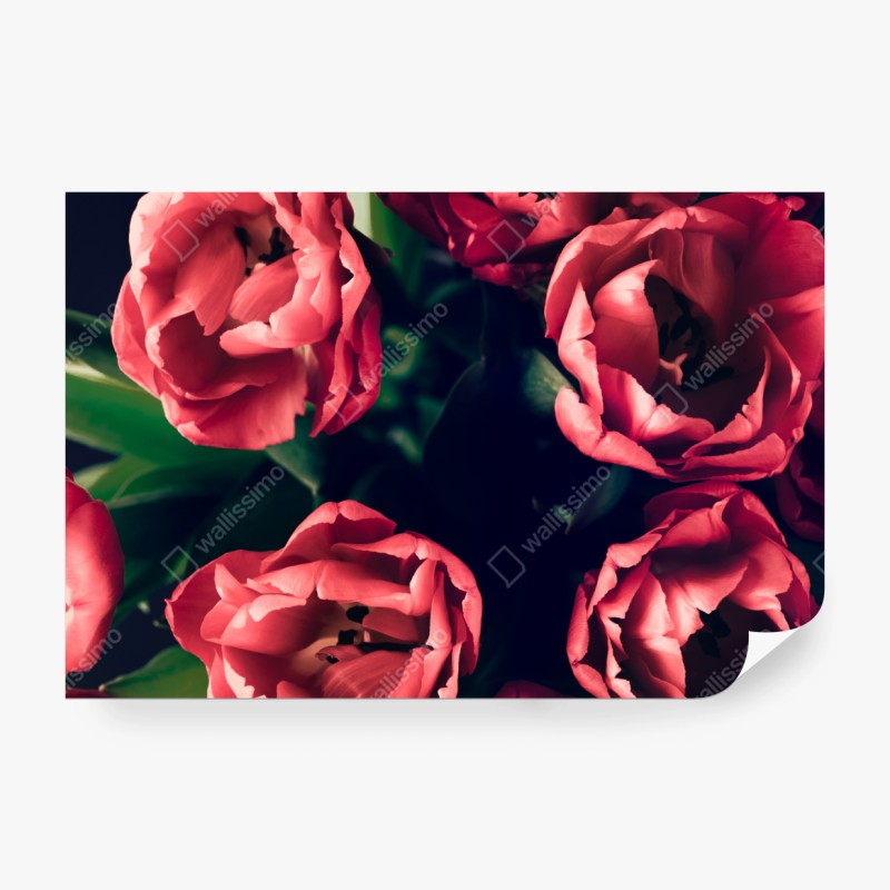 Fototapete stimmungsvolles rosa tulpenbukett