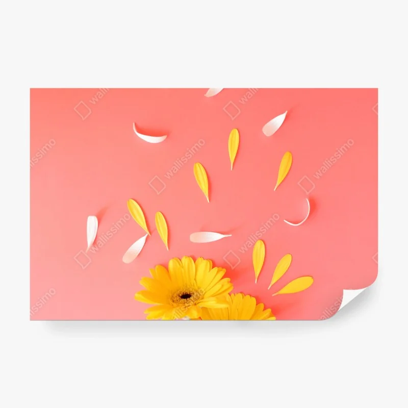 Fototapete sonnige gelbe gerbera auf korallfarbenem hintergrund