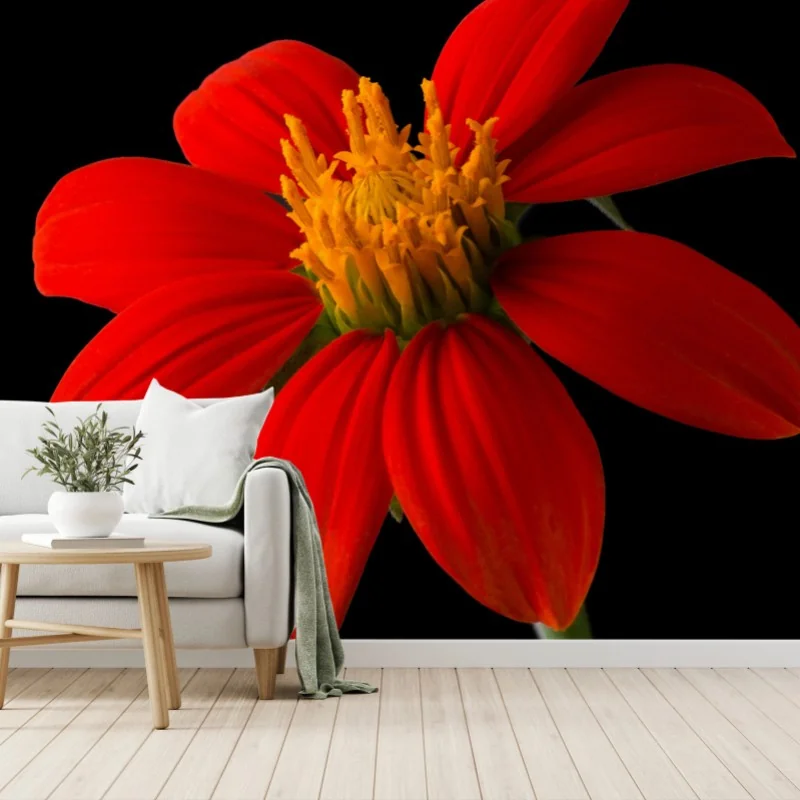 Fototapete leuchtende mexikanische sonnenblume auf schwarzem hintergrund