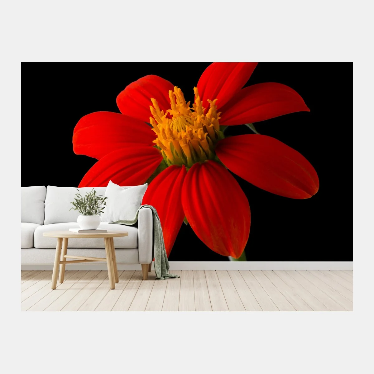 Fototapete leuchtende mexikanische sonnenblume auf schwarzem hintergrund – Wallnifity®