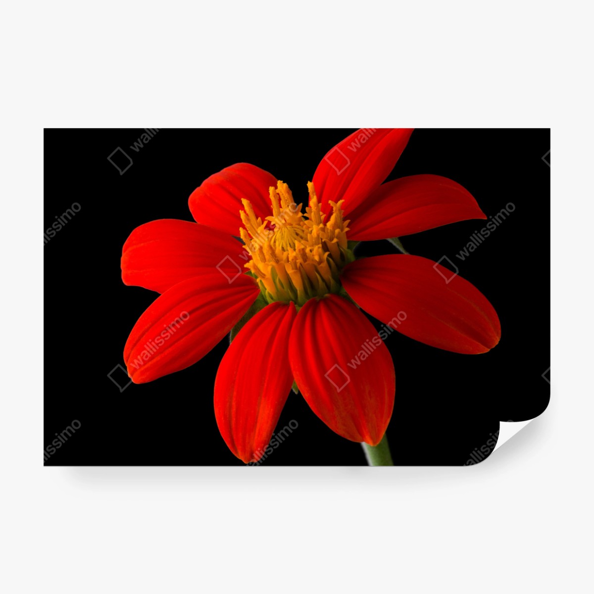 Fototapete leuchtende mexikanische sonnenblume auf schwarzem hintergrund – Wallnifity®