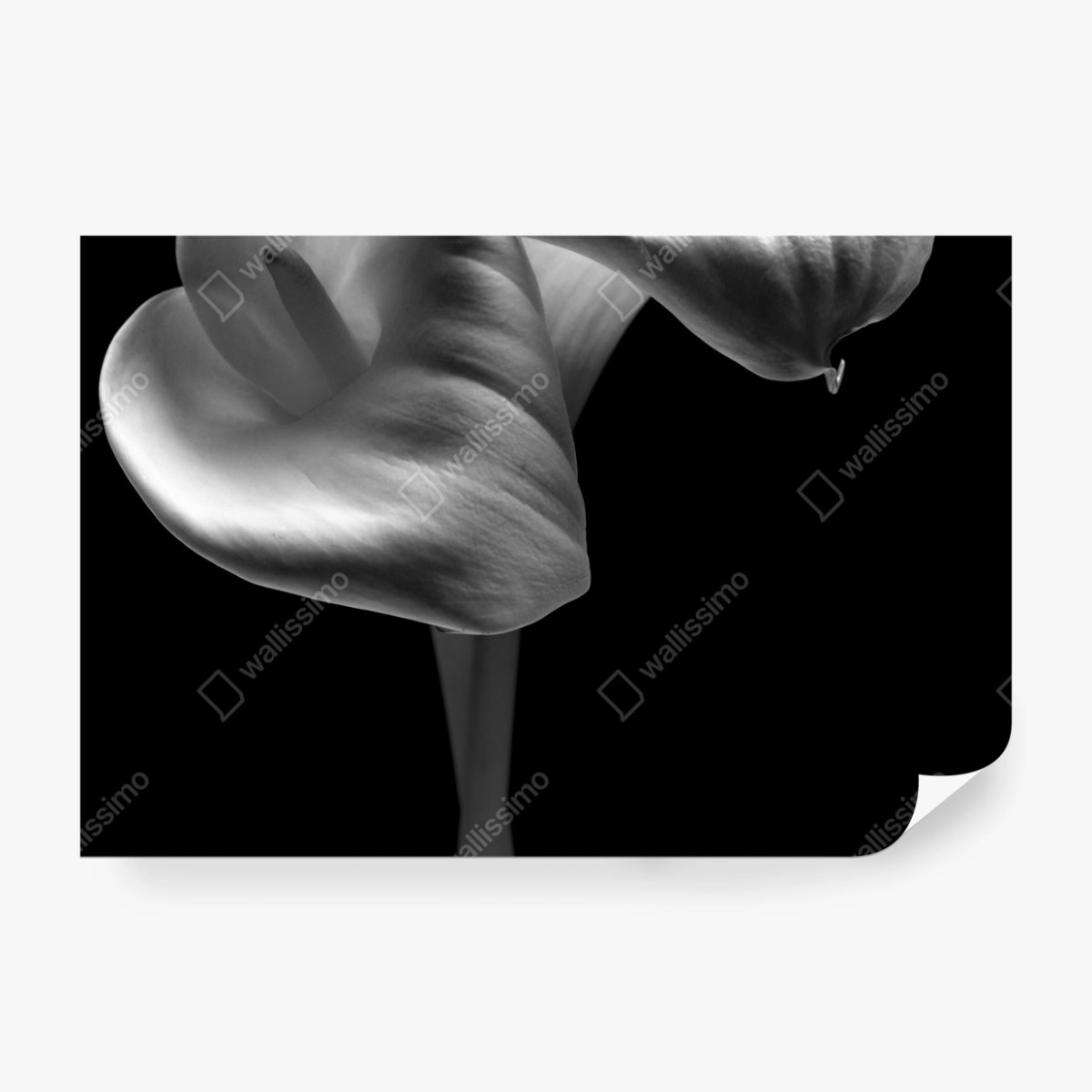 Fototapete elegante calla-blüten in monochrom – Wallnifity® Fototapete elegante calla-blüten in monochrom – Wallnifity®