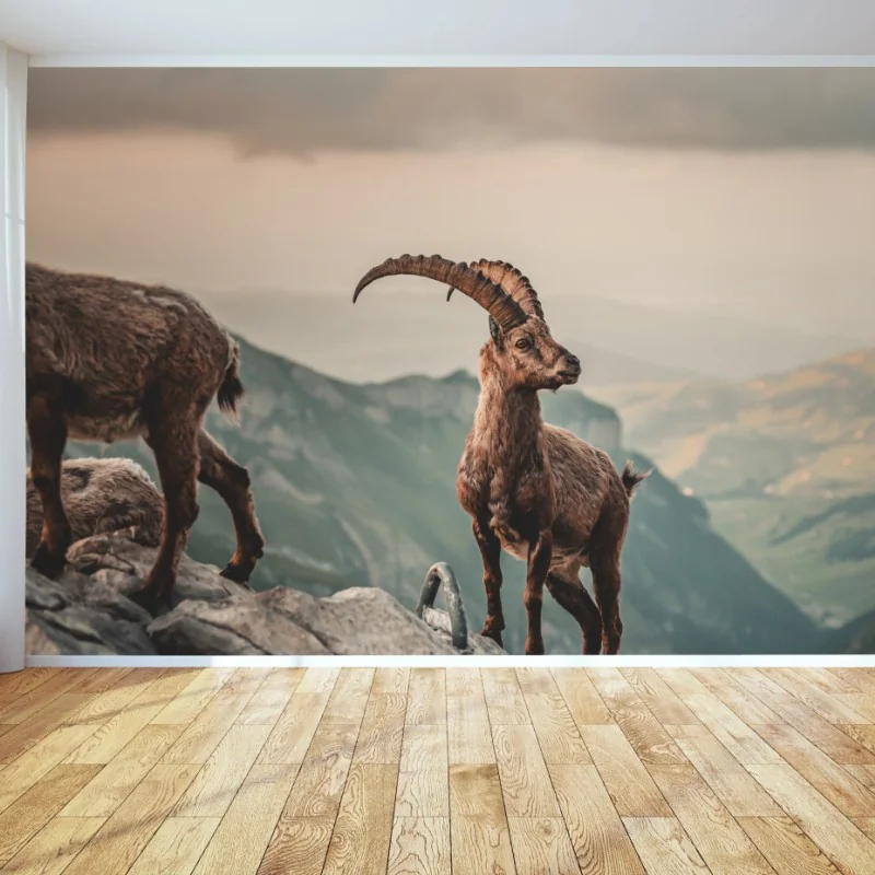 Fototapete alpensteinbock auf felsigem kamm