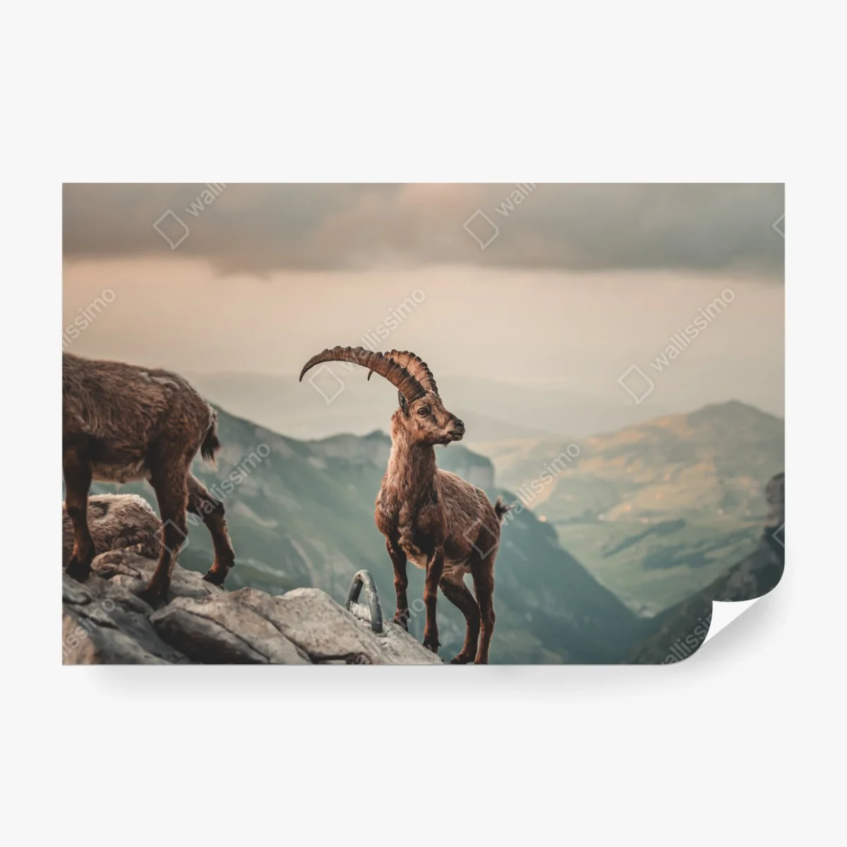 Fototapete alpensteinbock auf felsigem kamm – Wallnifity® Fototapete alpensteinbock auf felsigem kamm – Wallnifity®