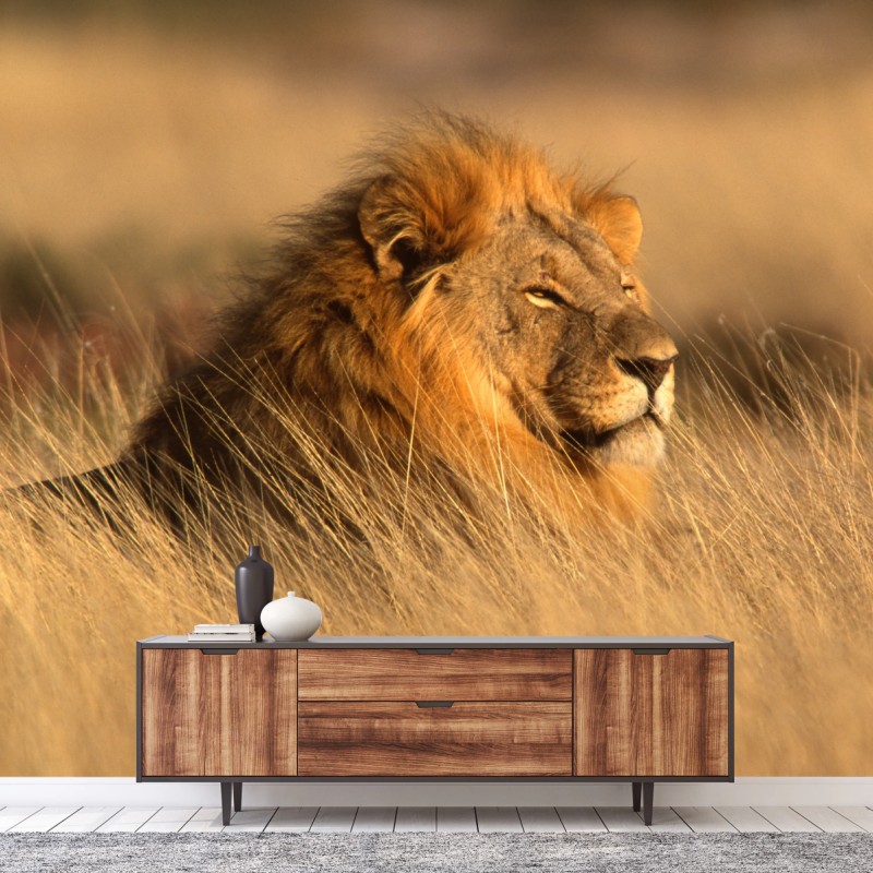 Fototapete majestätischer löwe im hohen gras