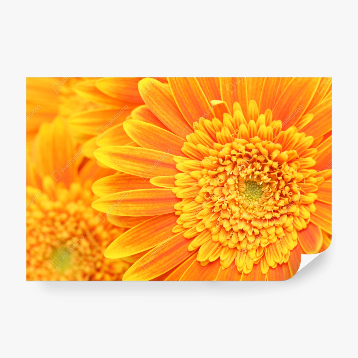 Fototapete leuchtende orange gerbera in makro – Wallnifity® Fototapete leuchtende orange gerbera in makro – Wallnifity®