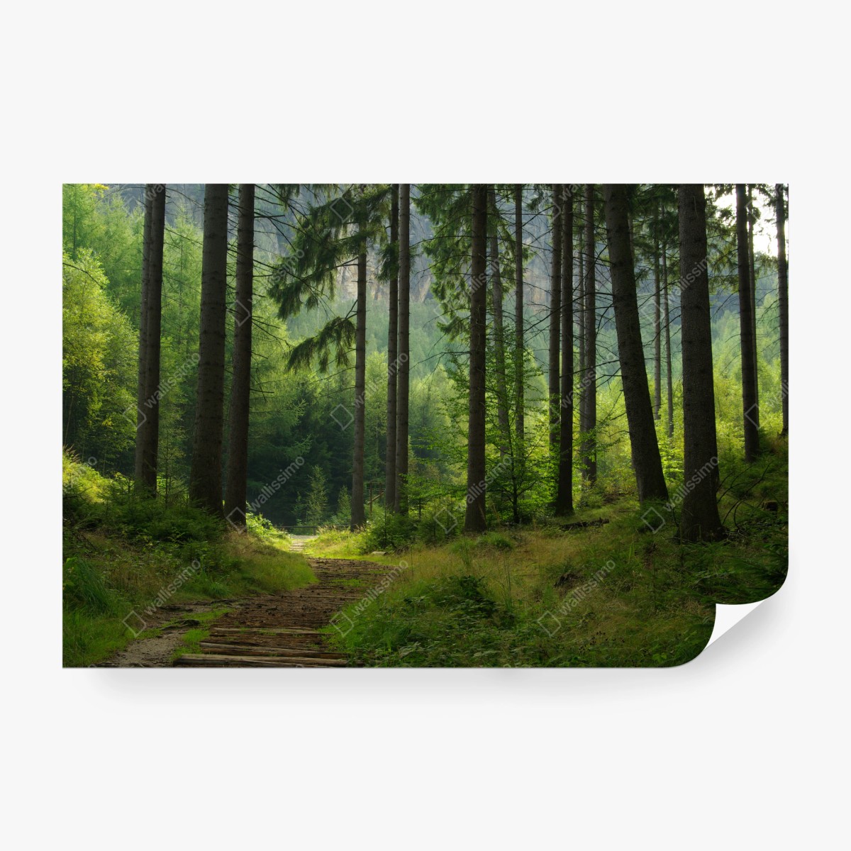 Fototapete ruhiger waldpfad – Wallnifity® Fototapete ruhiger waldpfad – Wallnifity®