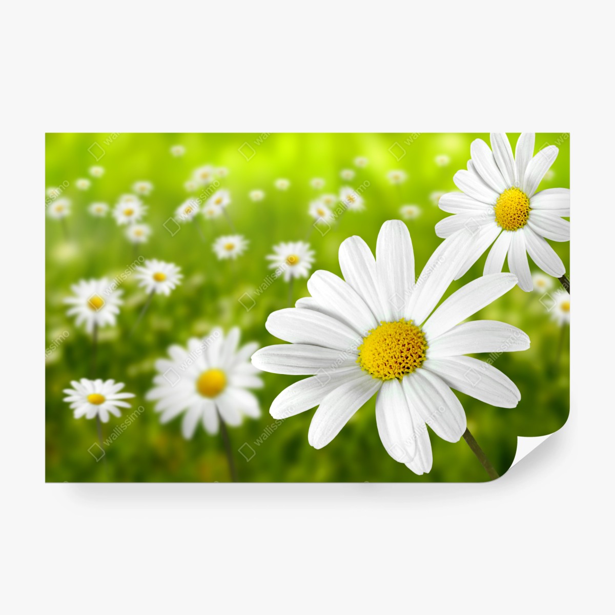 Fototapete weiße gänseblümchen auf der wiese – Wallnifity® Fototapete weiße gänseblümchen auf der wiese – Wallnifity®