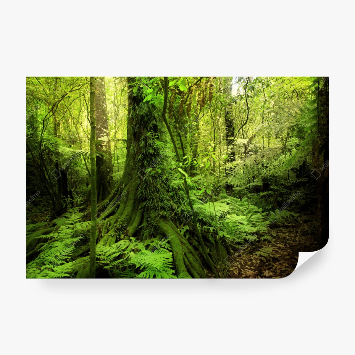 Fototapete üppiger tropischer dschungel – Wallnifity® Fototapete üppiger tropischer dschungel – Wallnifity®