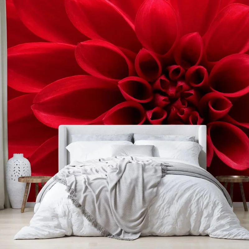Fototapete nahaufnahme einer roten dahlie – Wallnifity® Fototapete nahaufnahme einer roten dahlie – Wallnifity®