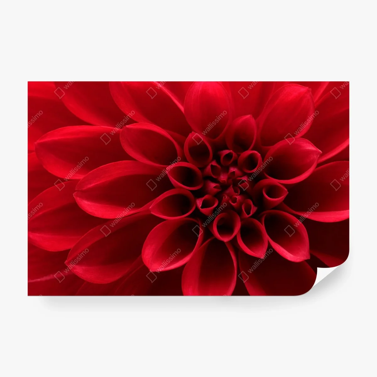 Fototapete nahaufnahme einer roten dahlie – Wallnifity®