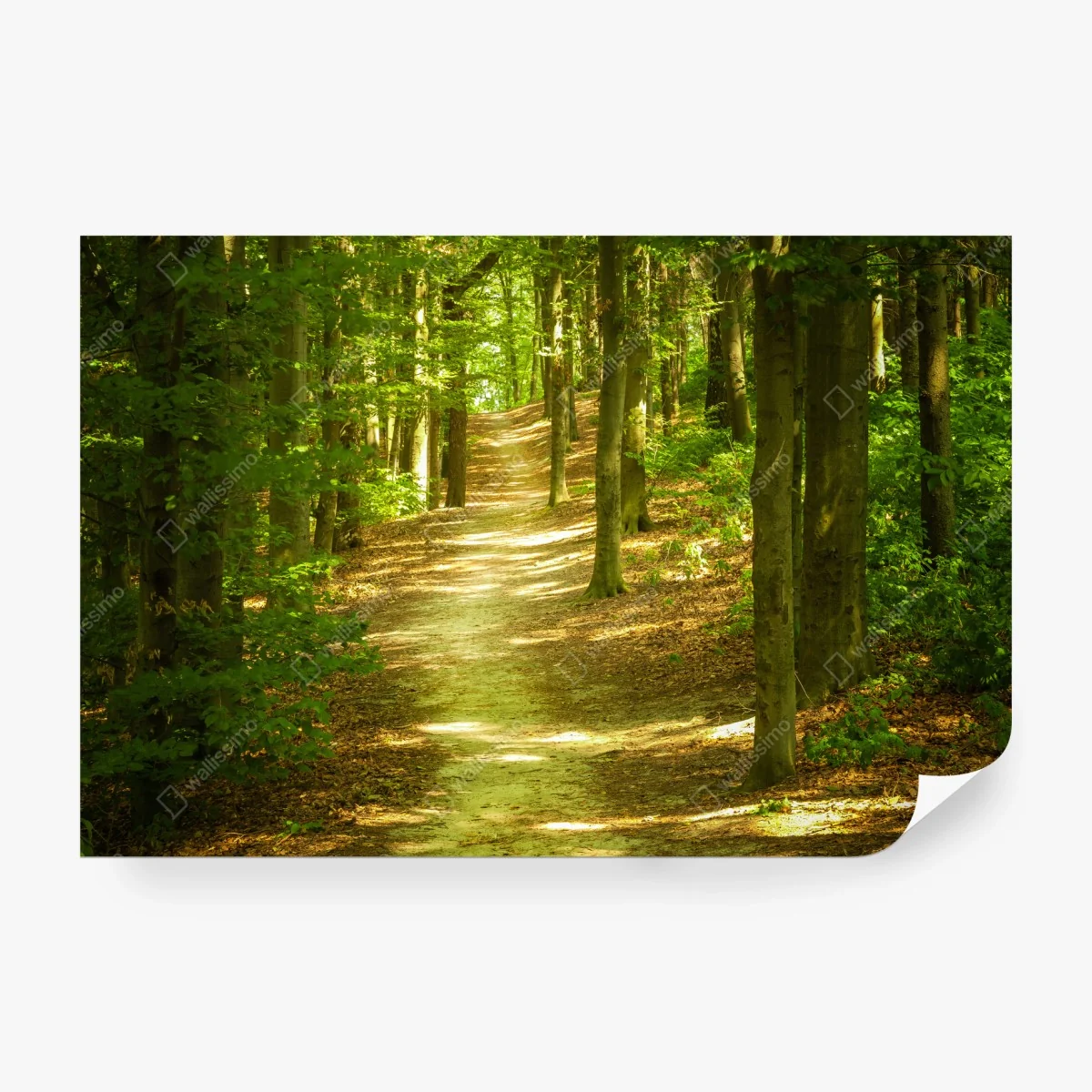 Fototapete sonniger waldpfad – Wallnifity® Fototapete sonniger waldpfad – Wallnifity®