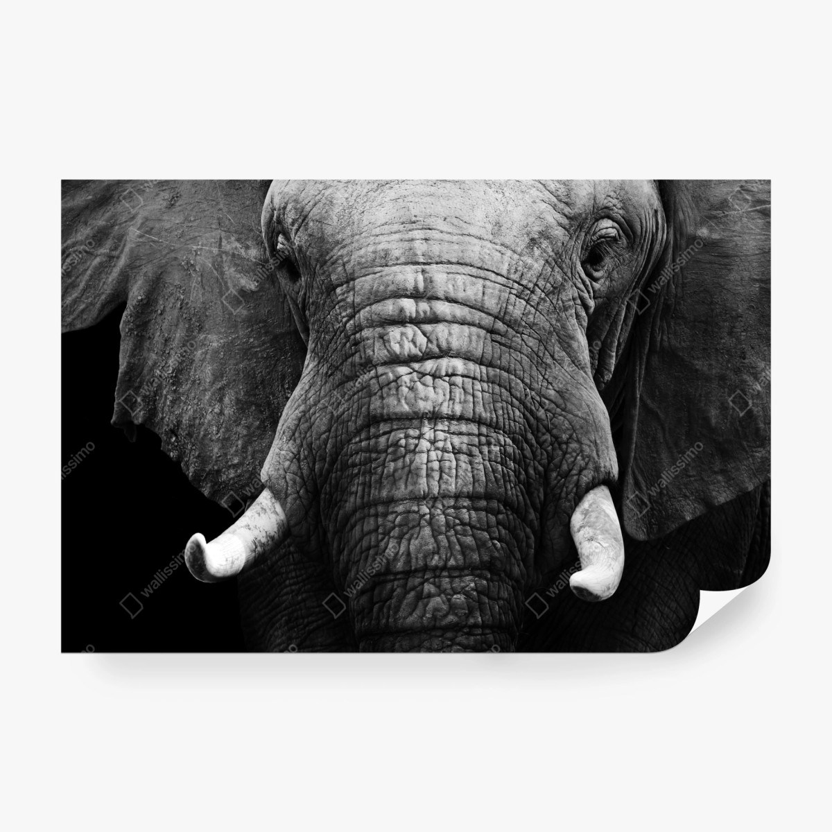 Fototapete majestätisches elefantenporträt – Wallnifity® Fototapete majestätisches elefantenporträt – Wallnifity®