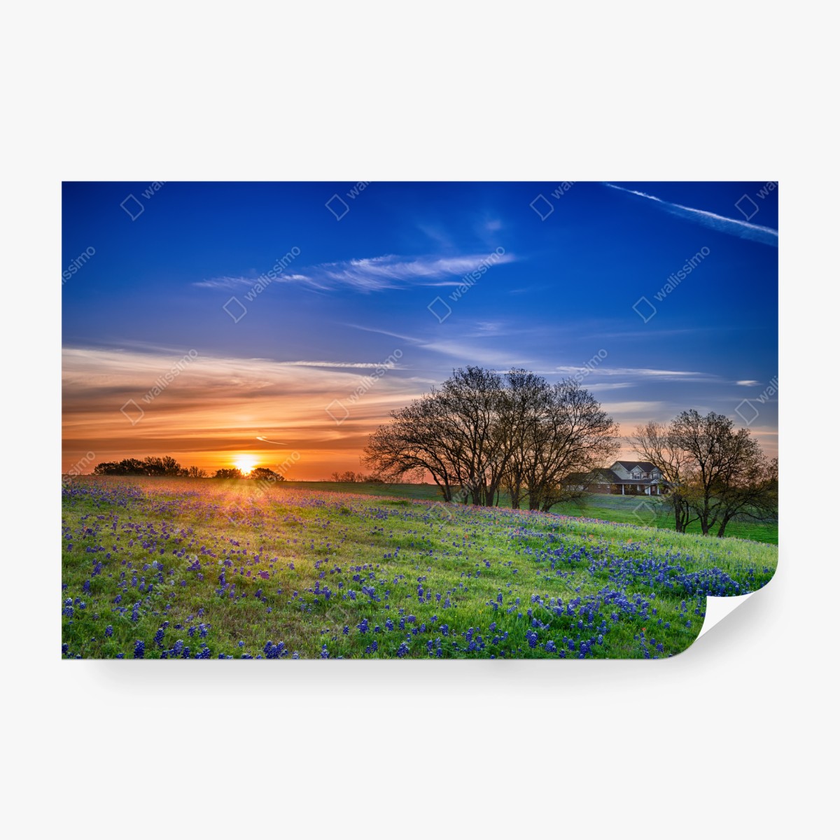 Fototapete Texas wiese mit bluebonnets im sonnenaufgang – Wallnifity® Fototapete Texas wiese mit bluebonnets im sonnenaufgang – Wallnifity®